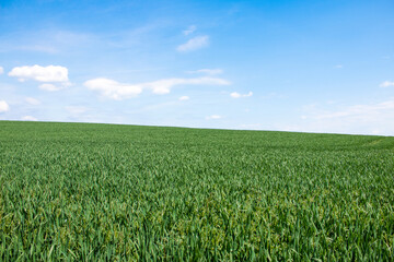 Green corn field - against the background of the blue sky