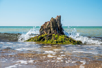 Green moss on a old rotted tree stump in the baltic sea.