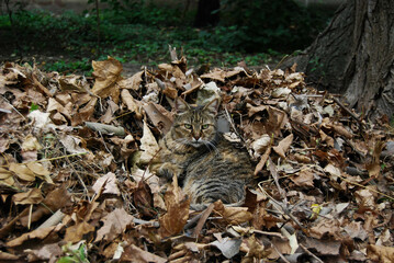 A cat on a pile of leaves.
Excellent camouflage of a cat on autumn leaves.