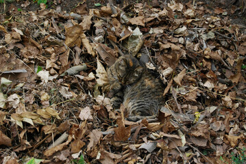 A cat on a pile of leaves.
Excellent camouflage of a cat on autumn leaves.