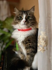 yard tabby cat with green eyes in a home stop against the background of house plants with lively facial expressions in lifestyle style