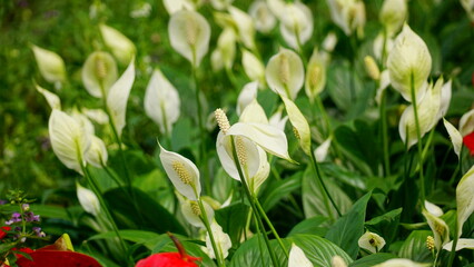 Obraz premium Close-up of Spathiphyllum Wallisii flower blooming