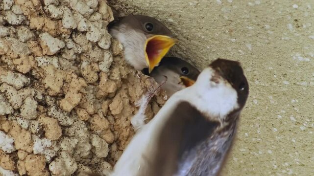 Two  Common House Martin chicks in their nest, fed by parents, Delichon urbicum