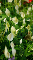 Close-up of Spathiphyllum Wallisii flower blooming
