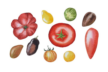 Watercolor set of tomatoes, different varieties of tomatoes, white background, for design menu label 