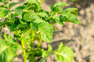 detail of the leaves of a potato plant, agriculture concept