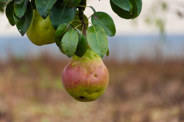 pear on tree