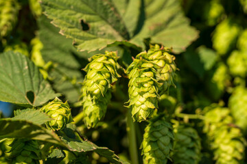 Bavarian Hop cone in close up bottom up view before harvest phase 