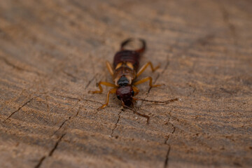 earwig