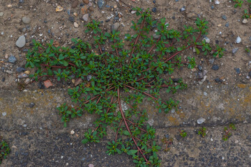 green moss on ground