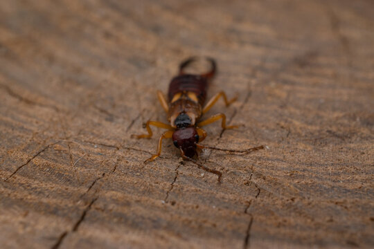 earwig
