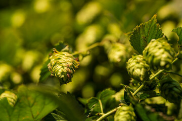 Bavarian Hop cone in close up bottom up view before harvest phase 