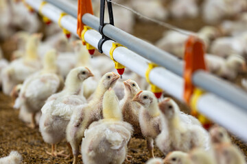 Chickens Are Drinking Water In Close Farm, Temperature And Light Control. © toa555