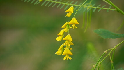 Close-up of Sesbania sesban flower blooming on a tree