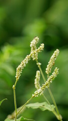 Close-up of Polygonum lapathifolium flower