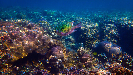 Underwater photo of a colorful tropical fish at a coral reef. From a scuba dive in Bali, Indoensia.