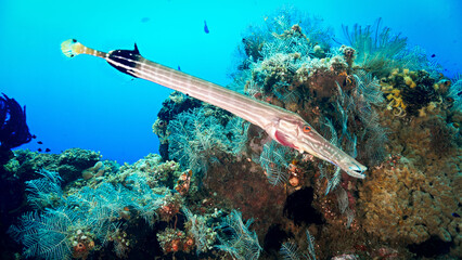 Underwater photo of a Trumpet fish at a coral reef. From a scuba dive in Bali, Indonesia.
