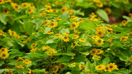 Close-up of yellow daisies blooming in the garden