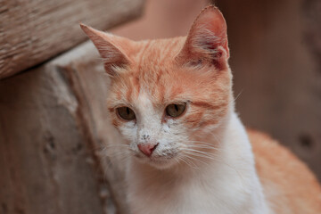 Naklejka premium A curious orange and white cat relaxing in the natural surroundings of Jordan during a sunny afternoon