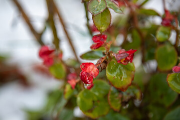 red flowers on a branch