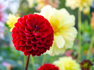 Red ball dahlia flower on green yellow floral background. Autumn blossom in fall botanical garden. Pompon dahlia ball bloom vibrant red color. Closeup petals macro photo. Fall nature beauty.