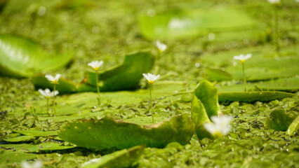 Close-up of Menyanthes trifoliata flower