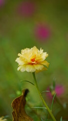Close-up of Portulaca grandiflora flower