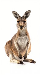 Fototapeta premium Kangaroo isolated on white background. Wild herbivore. Wildlife. Mammals. National animal of Australia.