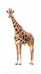 Fototapeta premium African giraffe isolated on white background. Wild herbivorous animal. Wildlife. Mammal.