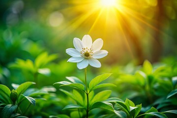 A serene summer landscape with a delicate, white-petaled flower blooming amidst vibrant green foliage, symbolizing