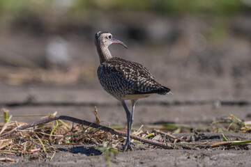 Eurasian Whimbrel (Numenius phaeopus) in the riverbank close-up shot. Whimbrel in nature with a depth of field background.