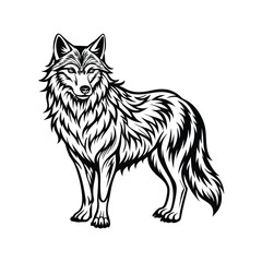 wolf isolated on white background