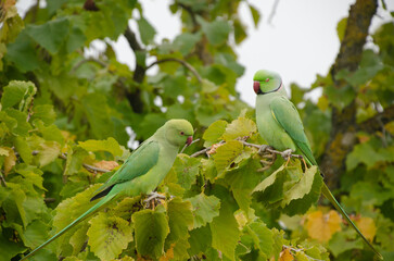 Green Parakeets on Tree Branches