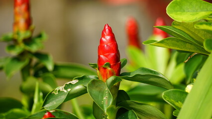 Close-up of Costus spicatus flower