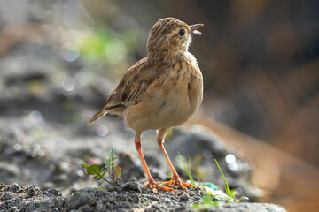 Paddyfield Pipit (Anthus rufulus) close-up clear bill and eye view with a depth of field background. Pipit 