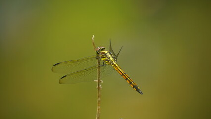 dragonfly on a branch