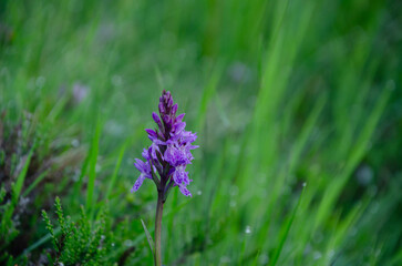 purple alpine flower against blurry green background