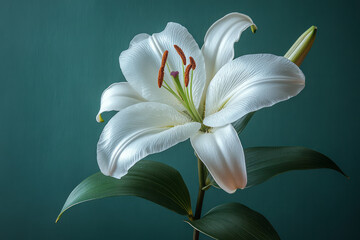 Fototapeta premium A single white lily with a long, elegant stem,