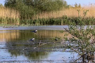 Birds on a tree with reeds in the background