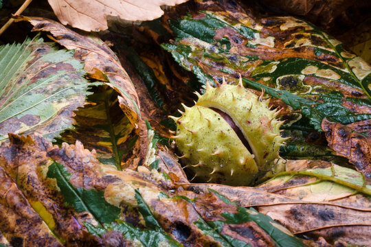 Chestnuts, a synonym of the coming autumn.
