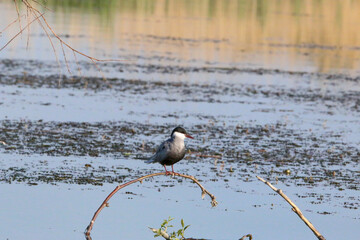 Bird resting on a small tree