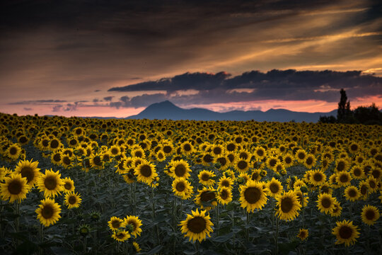 Champ de tournesols le soir