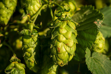 Bavarian Hops cone in close up view before harvest phase 