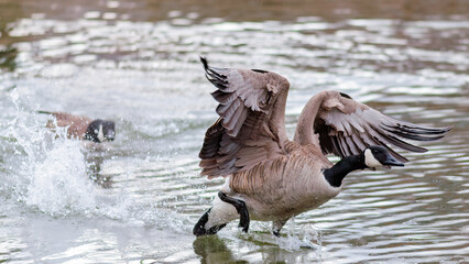 A male Canadian goose fighting in the water