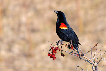 Red-winged blackbird, wild animal