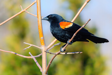 Red-winged blackbird, wild animal