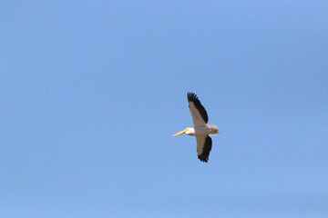 Pelican flying in the sky
