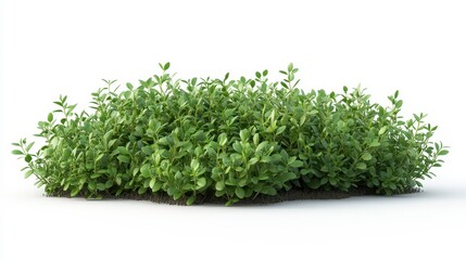 Thyme clipart, element, 3D illustration, realistic, isolated on white background