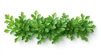 Obraz premium Parsley clipart, element, 3D illustration, realistic, isolated on white background