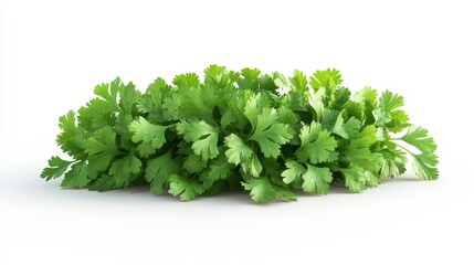 Obraz premium Cilantro (Coriander) clipart, element, 3D illustration, realistic, isolated on white background